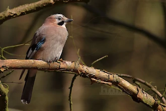 Eichelhaeher (Garrulus glandarius)