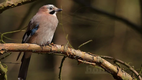 Eurasian jay (Garrulus glandarius)
