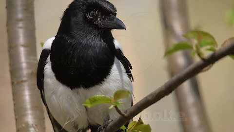 Magpie (Pica pica)