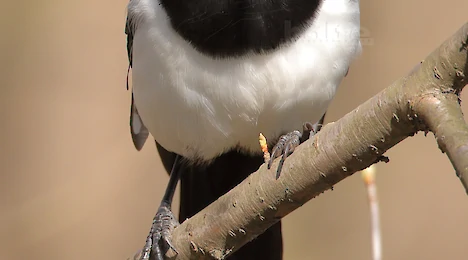 Crows