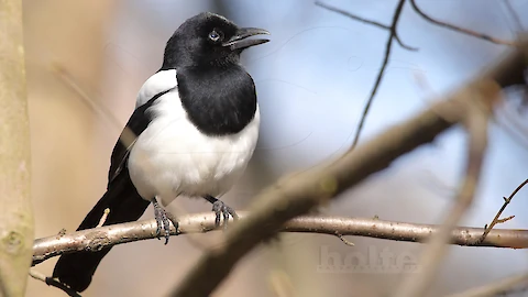 Magpie (Pica pica)