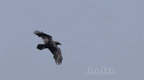 Crows