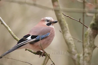 Eichelhäher (Garrulus glandarius)