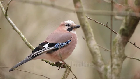 Eurasian jay (Garrulus glandarius)