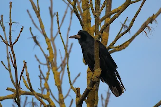 Saatkrähe (Corvus frugilegus)