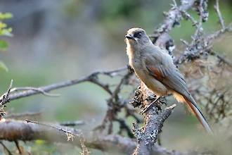 Unglückshäher (Perisoreus infaustus)