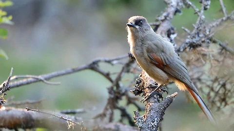 Siberian jay (Perisoreus infaustus)