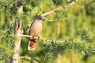 Unglückshäher (Perisoreus infaustus)