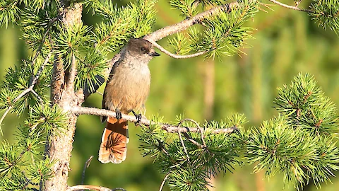 Siberian jay (Perisoreus infaustus)