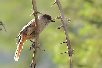 Unglückshäher (Perisoreus infaustus)