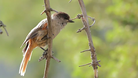 Siberian jay (Perisoreus infaustus)