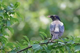 Rosenstar (Pastor roseus)