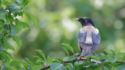 Rosenstar (Pastor roseus)