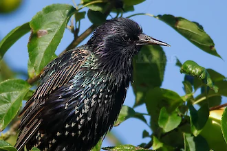 Star (Sturnus vulgaris)