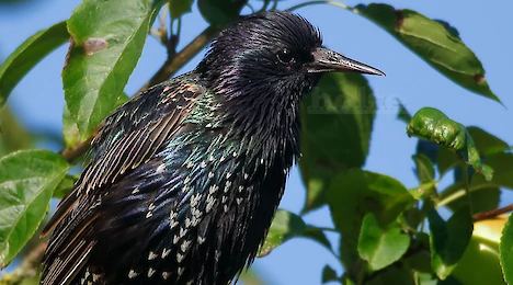 Starlings & orioles