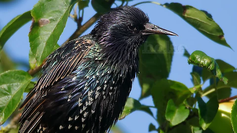 Star (Sturnus vulgaris)