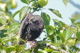 Star (Sturnus vulgaris)