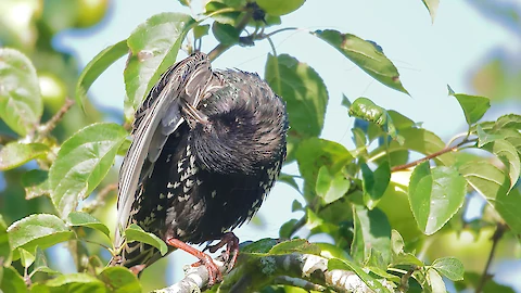 Star (Sturnus vulgaris)
