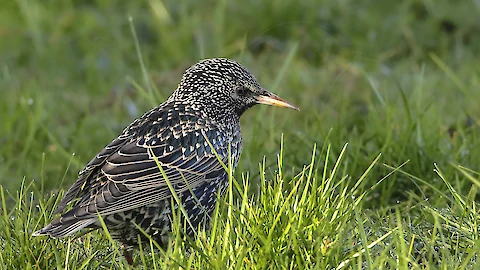 Star (Sturnus vulgaris)