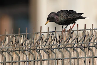Star (Sturnus vulgaris)