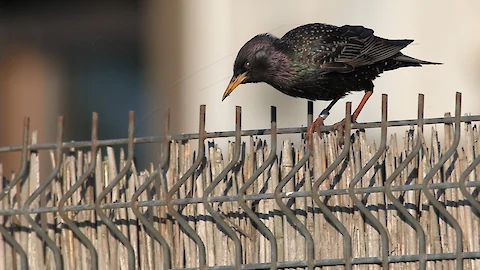 Star (Sturnus vulgaris)