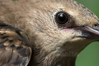 Star (Sturnus vulgaris)