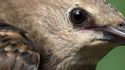 Star (Sturnus vulgaris)