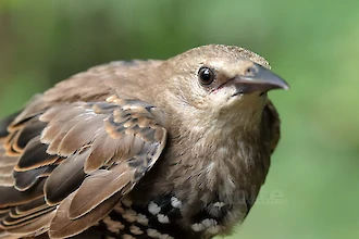 Star (Sturnus vulgaris)