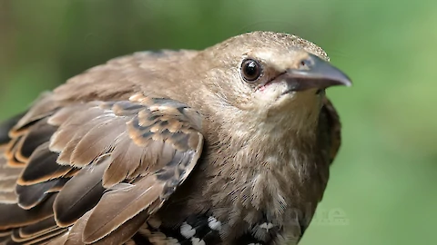 Star (Sturnus vulgaris)