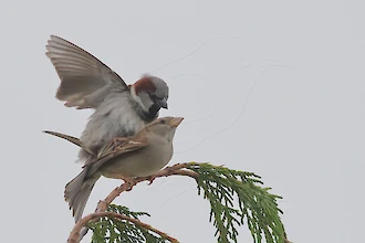 Haussperlinge (Passer domesticus)