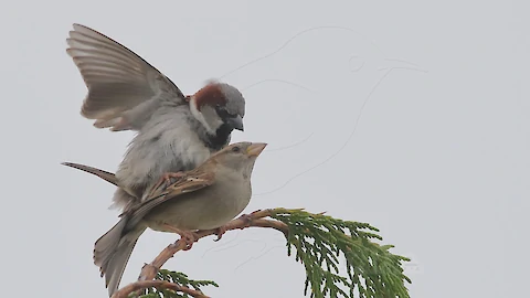 Haussperlinge (Passer domesticus)
