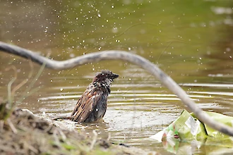Haussperling (Passer domesticus)