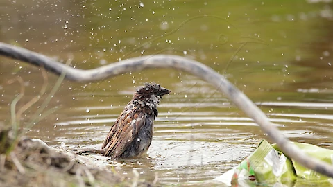 Haussperling (Passer domesticus)