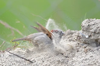 Haussperling (Passer domesticus)