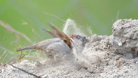 Haussperling (Passer domesticus)