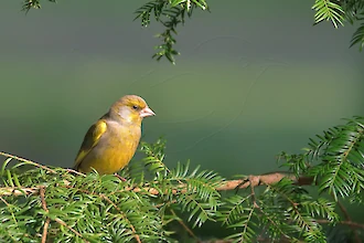 Greenfinch (Chloris chloris)