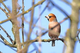 Hawfinch (Coccothraustes coccothraustes)
