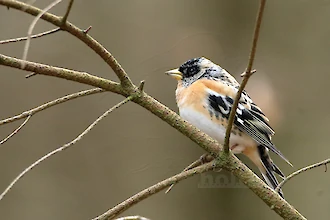 Brambling (Fringilla montifringilla)