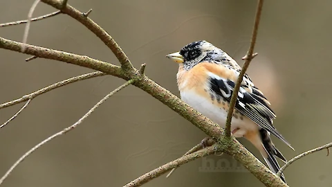 Bergfink (Fringilla montifringilla)
