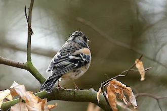 Brambling (Fringilla montifringilla)