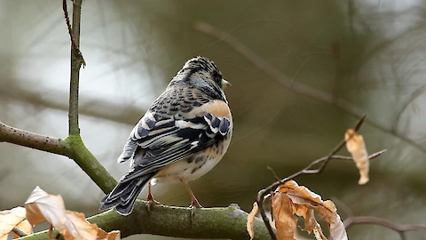 Bergfink (Fringilla montifringilla)
