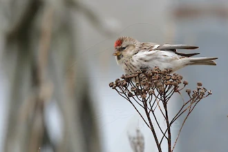 Common redpoll (Acanthis flammea)