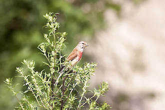 Common linnet (Carduelis cannabia)