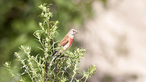 Bluthänfling (Carduelis cannabia)