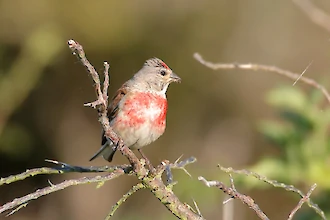 Common linnet (Carduelis cannabia)