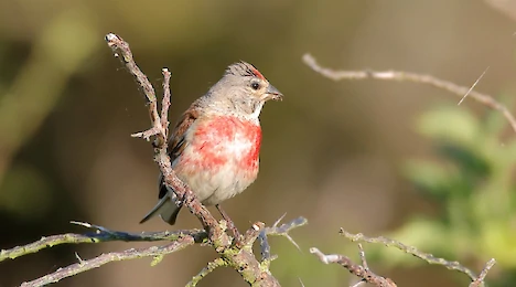 Finches