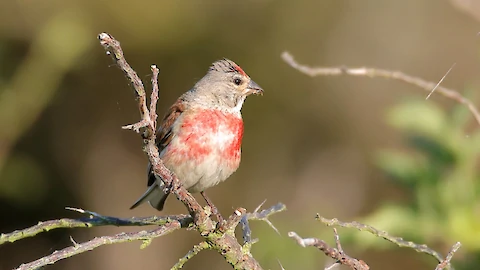 Bluthänfling (Carduelis cannabia)