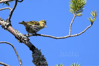 Eurasian siskin (Spinus spinus)