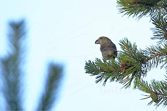 Common crossbill (Loxia curvirostra)