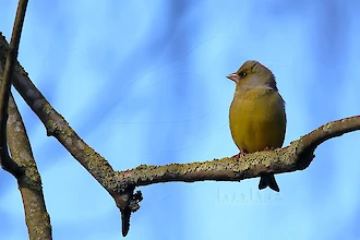Greenfinch (Chloris chloris)